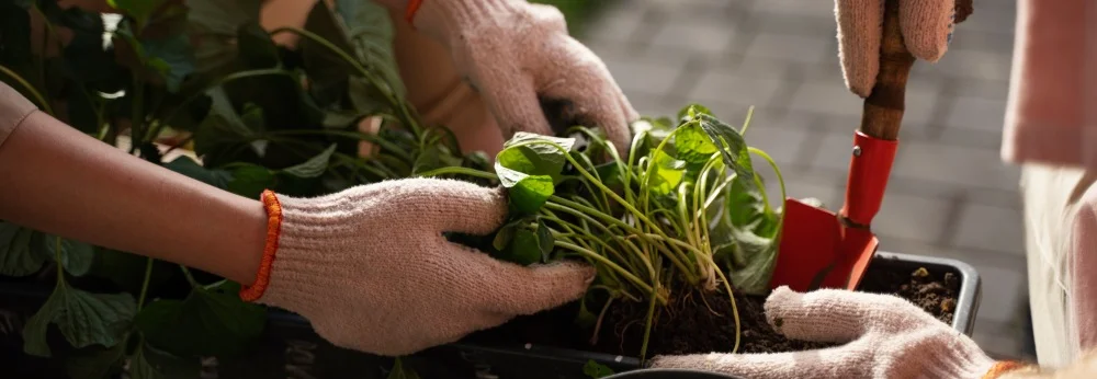 Hände mit Gartenhandschuhen beim Einpflanzen